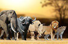 South Africa's Big Five