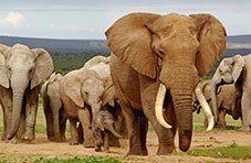 Elephants walking slowly across the bush (photo from Springbok's South Africa blog)