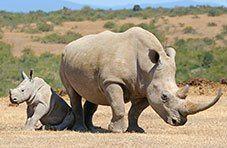 The Big Five – rhino